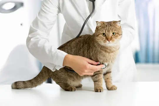 Cirurgia em animais em Blumenau