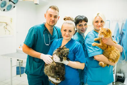Cirurgia em animais no Vale do Itajaí
