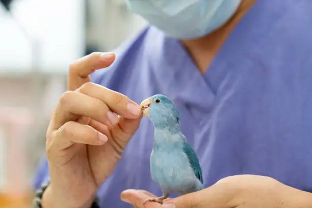 Clínica de animais silvestres no Vale do Itajaí
