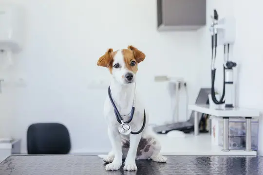 Clínica de cachorro no Vale do Itajaí