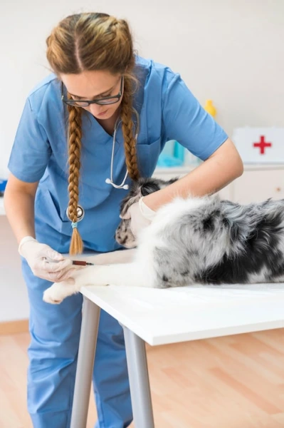 Clínica veterinária para animais silvestres
