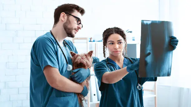 Clínica veterinária raio x