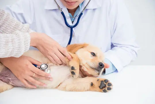 Ecocardiograma cachorro no Vale do Itajaí
