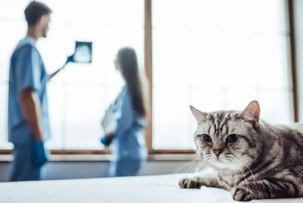 Raio x em gatos em Blumenau