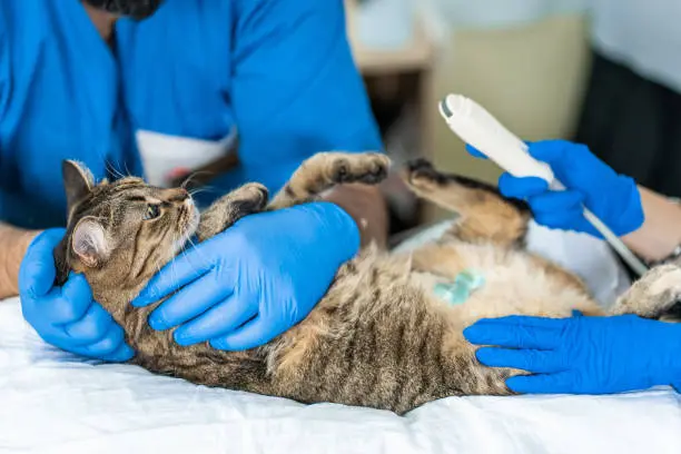 Ultrassom gato valor