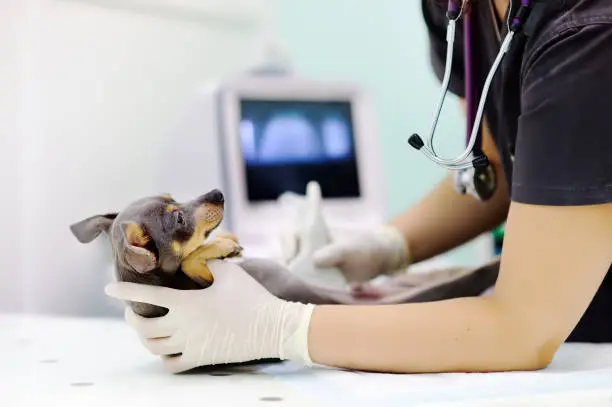 Ultrassom veterinário valor