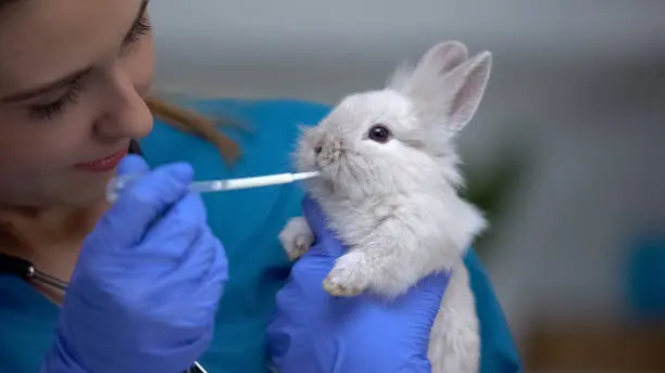 Imagem ilustrativa de Veterinário para coelho