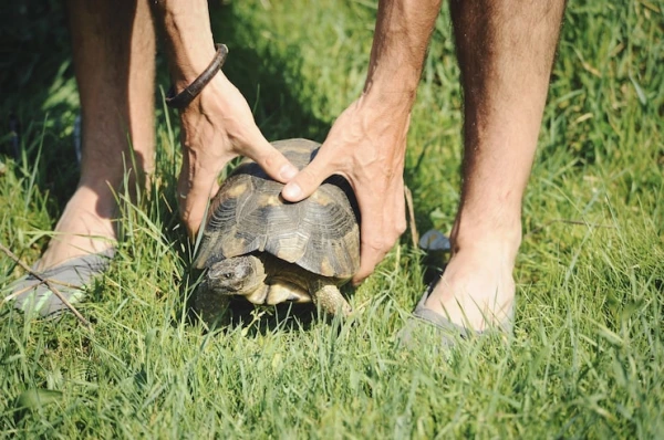 Veterinário para tartarugas
